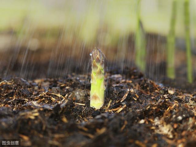 芦笋栽培种植技术，新手须注意的事项在这里