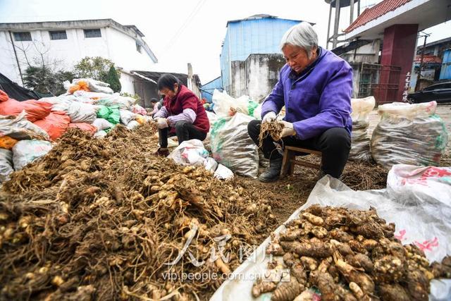 江西新余：中药材种植富农家