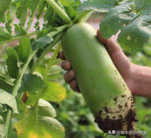 什么季节种植萝卜(高产萝卜种植技术，实用干货，建议收藏)