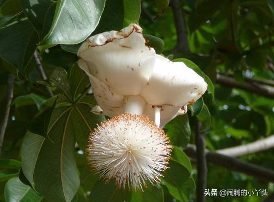 辣木一花一婆娑，花白一品一千年