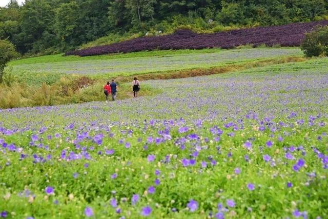 亩收入15000元的桔梗该怎么种植？种植前景怎么样？