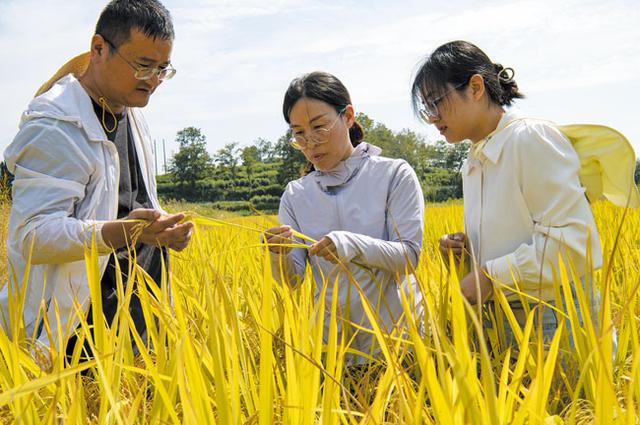 绿色种植助力水稻生产