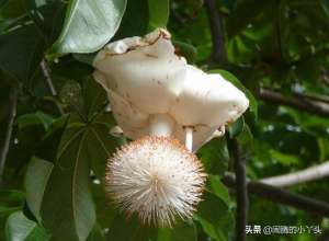 辣木什么季节种植(辣木一花一婆娑，花白一品一千年)