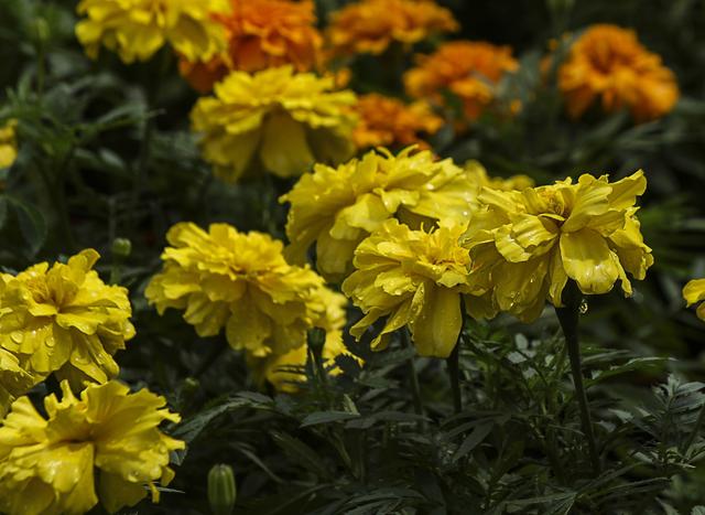 花友一起来抗疫，居家无聊来种花——野菊花