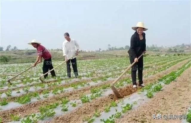 地膜花生种植的时间及相关的技术措施