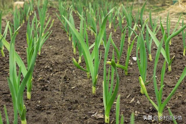 秋分种植管理忙，菠菜小葱全种上，白菜浇水把肥上，还可以种什么