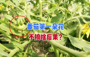 西红柿的种植方法图解(栽种番茄，第一个果为啥要摘掉？改掉3个坏习惯，番茄又大又多)