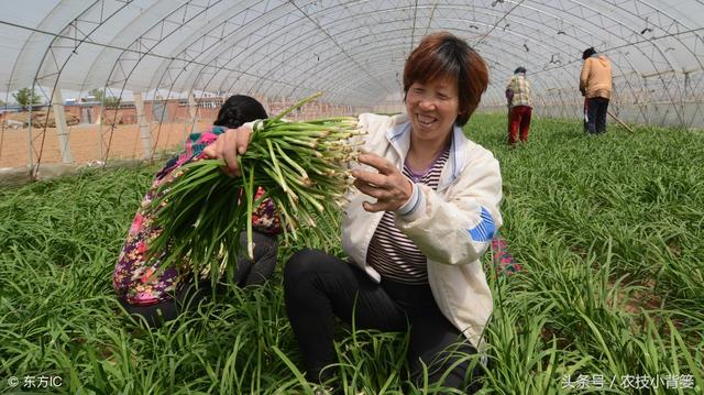 如何才能种植出高产、优质的韭菜！