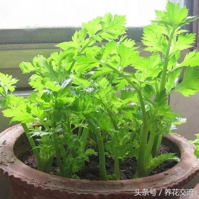 家里这些蔬菜吃剩下的茎不要丢，直接插盆里就能长爆盆