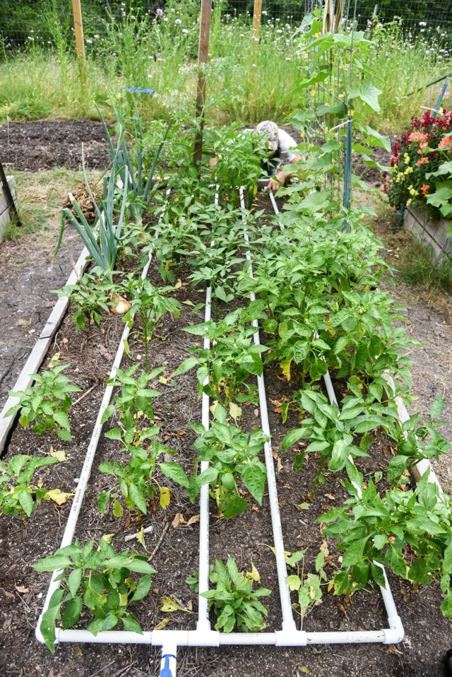 pvc管拼接成网格铺菜地里，不用拎水浇菜，按下开关就行，真方便