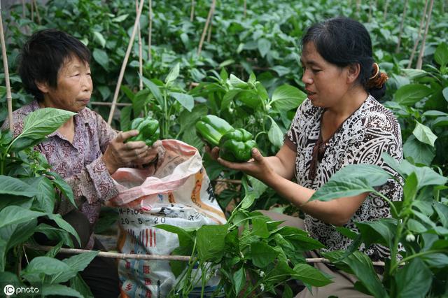 很多农民搞种植为什么就是赚不到大钱？兰花等种植如何快速变现？