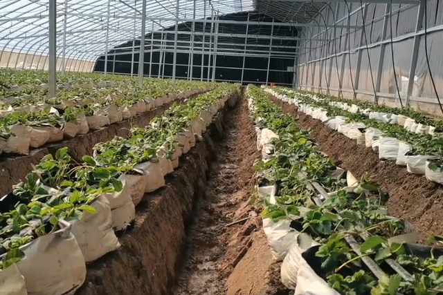 瓜果重茬种植根弱产量低，开始换成无土栽培，省钱长势好