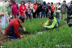 九菜的种植技术(韭菜如何播种管理才能获得更高的产量？)