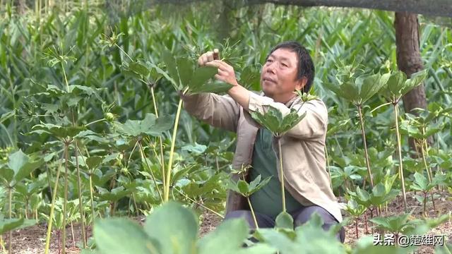 楚雄市树苴乡：培养致富带头人 助力乡村振兴