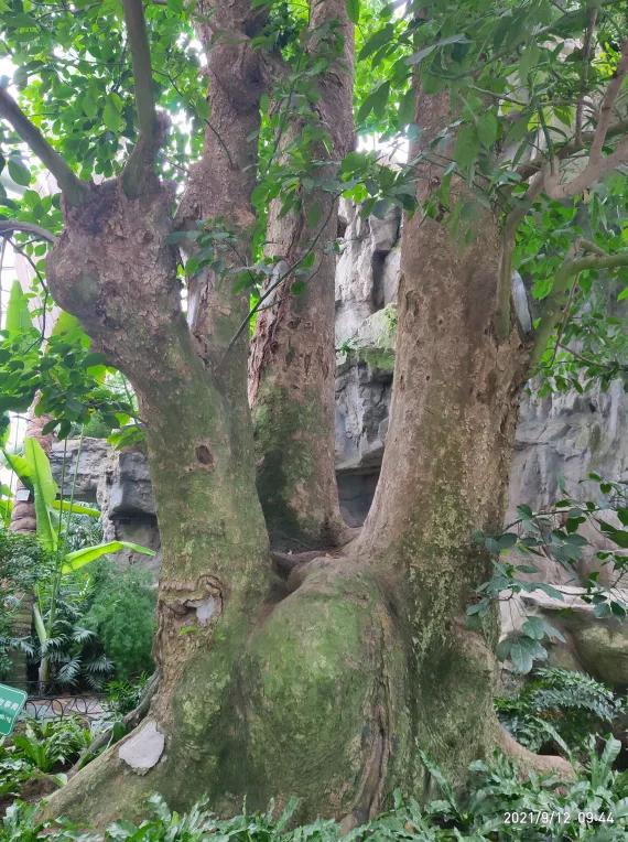 揭秘世界花卉大观园三大“镇园植宝”，树龄相加超1000岁