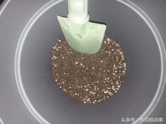 不知道怎么在阳台上种草莓？请收好这篇超详细的草莓种植教程