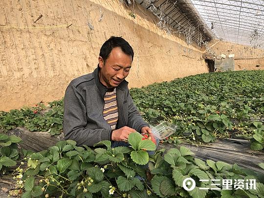 甘泉农民种草莓，一年纯收入4万元，腰包终于鼓起来