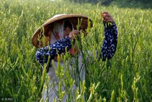 宣草种植(如何种植黄花菜)