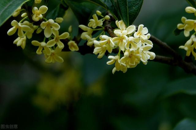 桂花树园林种植：如何种植桂花树，桂花树的栽培要点和技巧