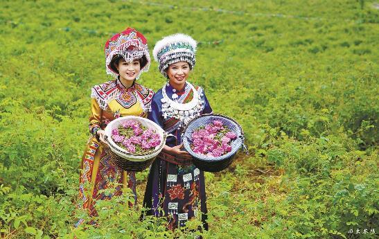 建始山窝窝弥漫着大马士革玫瑰香，千亩种植基地、数十万株鲜花铺就农户致富路