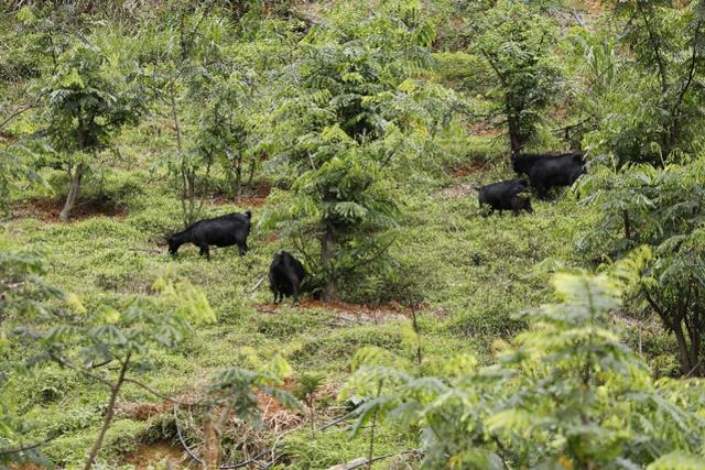 这种南药成熟期亩产值超4000元，已成广东乡村致富好帮手