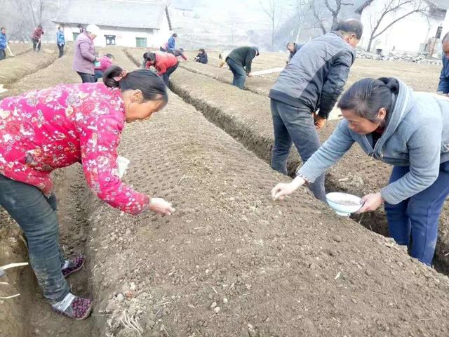 山东农民种植西洋参去年赔3万，反而扩种50亩，猜猜5年后能赚多少