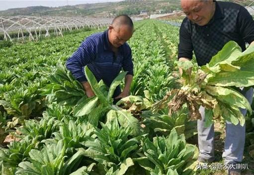 【分享】 蔬菜种植知识：蔬菜的轮作