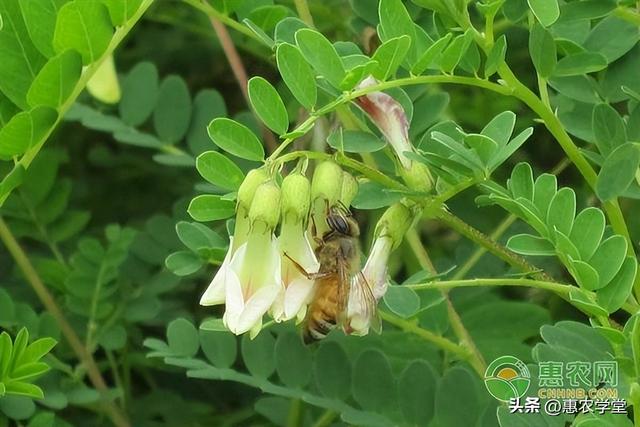 种植黄芪要如何追肥？追什么肥好？