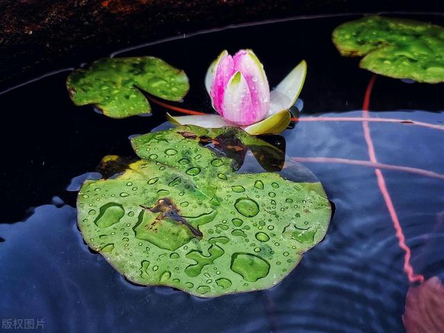 养碗莲不能马虎，做好这几步，藕根壮，开花多！