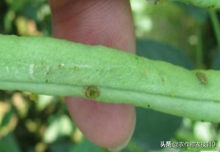 四季豆怎么种植产量高，效益好呢？（内附种植技术要点）