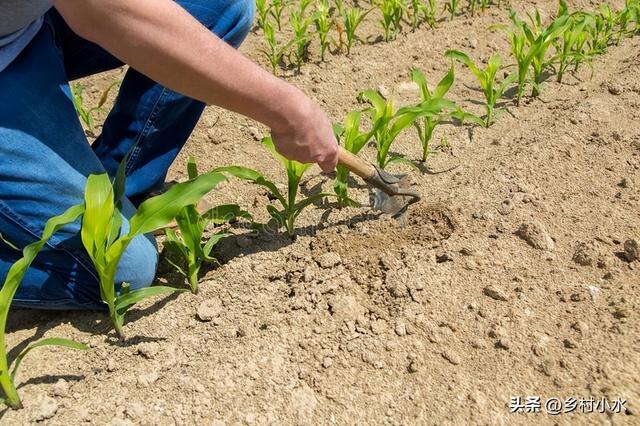 种植玉米，除草剂啥时候打效果好？苗前除草和苗后除草哪个好？