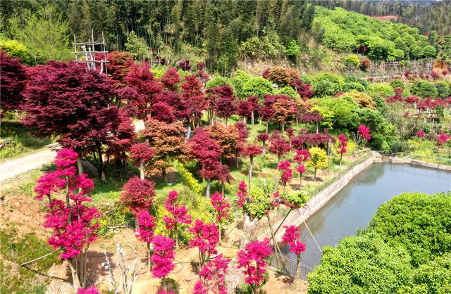 桂林：中国梦追梦人｜种植红枫闯出致富路的陈立桥