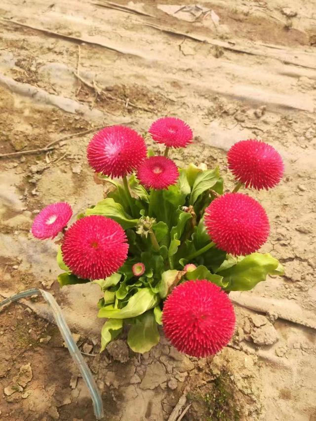 雏菊种子的种植方法