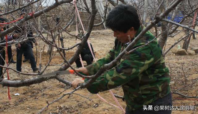 种植大樱桃的你无论折腾什么树形，这些方法学会才能出彩有亮点