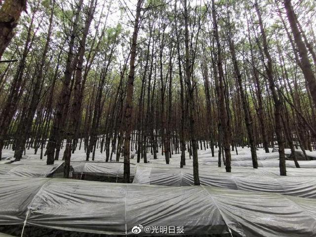 云南澜沧县：林下三七种植让群众阔步致富奔小康