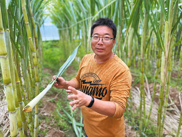 澄城县“新农人”赵振杰：“南蔗北种”有甜头