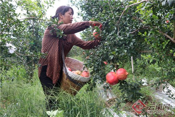 大理力角镇：栽下石榴树，长出“摇钱树”