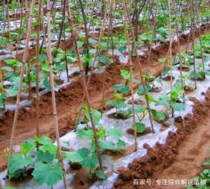 胡瓜种植(种植黄瓜的栽培技术)