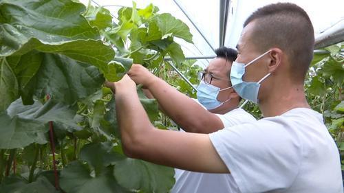 一村一品│月牙湖乡特色蜜瓜 铺就“甜蜜”致富路