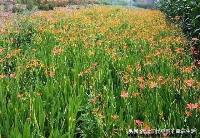 中药材射干后市分析