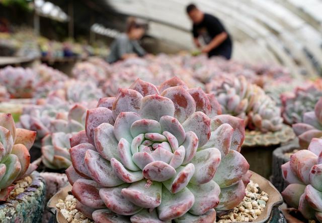 （经济）河北秦皇岛：特色观赏植物种植助农增收