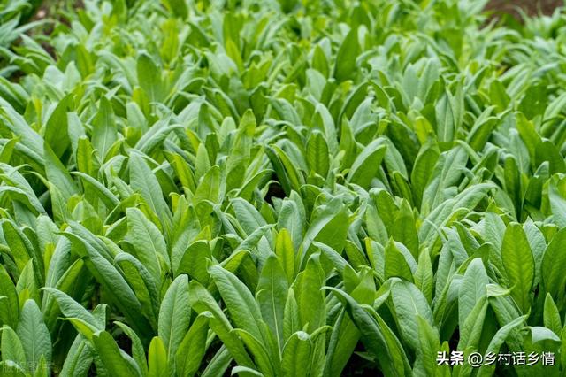 种植莴笋怎样才能长得又粗又长？这四点才是关键，赶紧学学