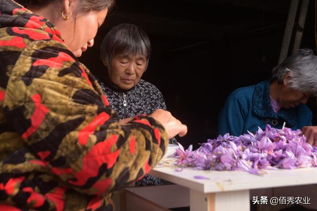 藏红花让很多农民发了大财，今泡沫破灭，种植户损失惨重