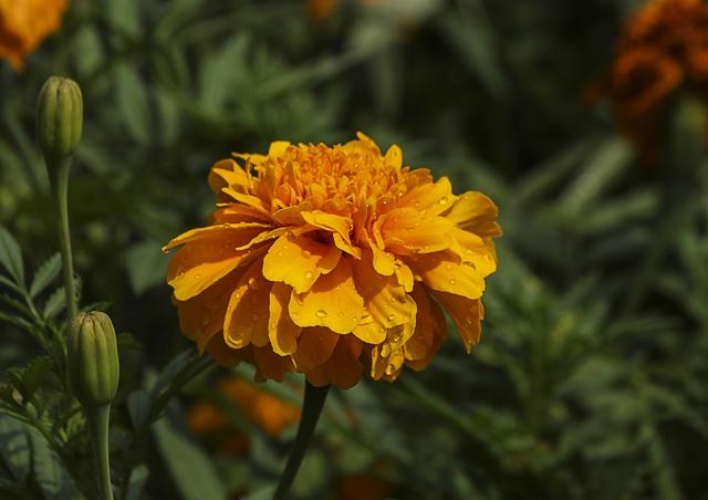 花友一起来抗疫，居家无聊来种花——野菊花