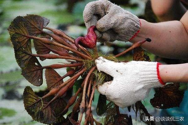 农村娃经常吃，生长在水面，既是水果又是菜，人工种植亩产800斤