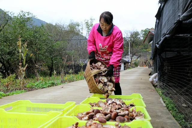 玉皇庙镇：椴木上绽放出“致富花”