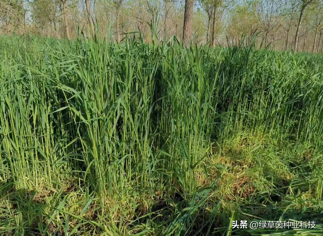 秋冬养鱼种黑麦草，南北方选择有什么不同？割得快长得快，成本低