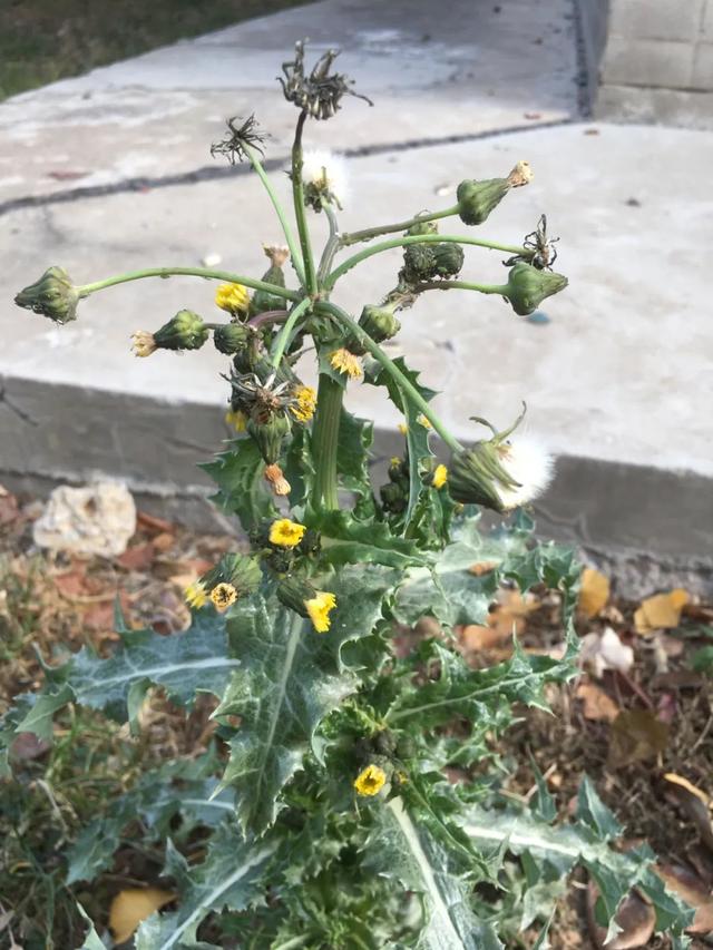 花叶滇苦菜，也叫续断菊，农村田野常见，有啥用处？