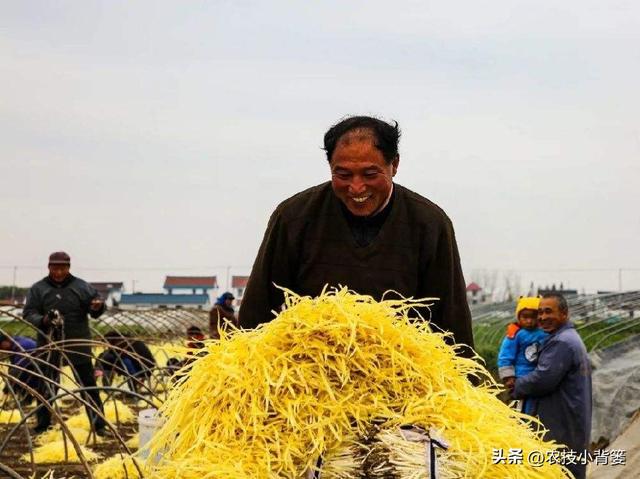 韭黄是怎么种植出来的？韭黄有哪些种植技巧和管理技术要点？