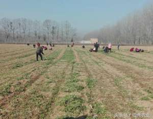 种植拔草(农村人种植200亩中药材，雇人拔草开销大，今年能赚钱吗？)